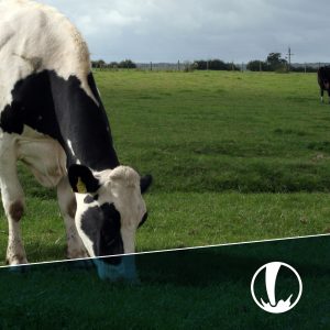 Diplomado en Producción Lechera en Sistemas Pastoriles - Inicio 9 de febrero 2026