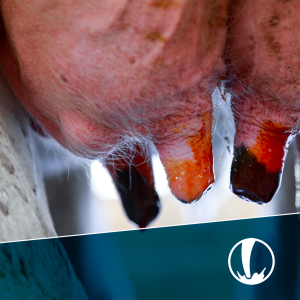 Buenas Prácticas en la Producción de Leche y su Impacto en la Rentabilidad - Inicio 17 de noviembre 2025