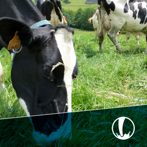 Diplomado en Producción Lechera en Sistemas Pastoriles - Inicio 9 de febrero 2026